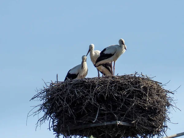 stock image Zywkowo, Poland -: Land famous for the world's largest concentration of storks