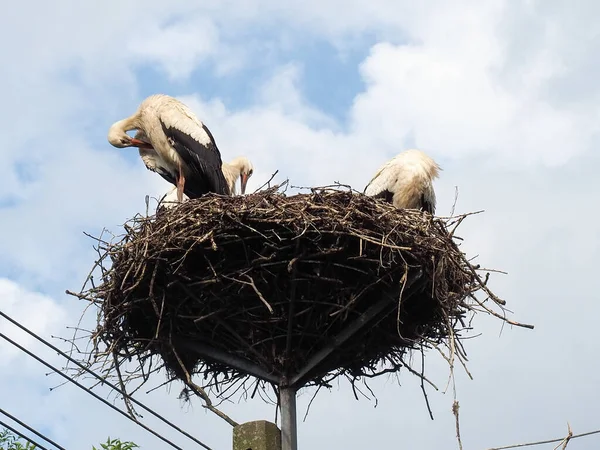 Poland Land Famous World Largest Concentration Storks — Stock Photo, Image