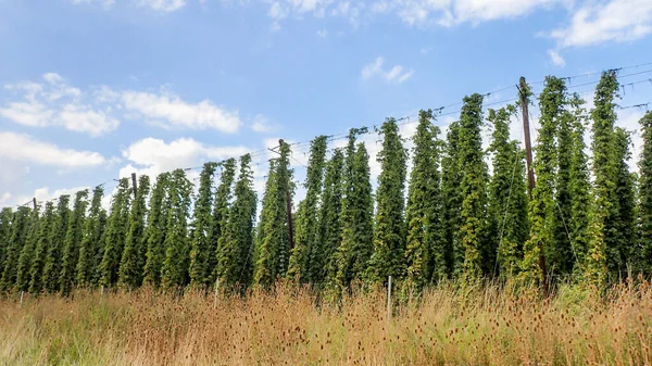 Bavaria Germany Hop Cultivation Beer Production — Stock Photo, Image