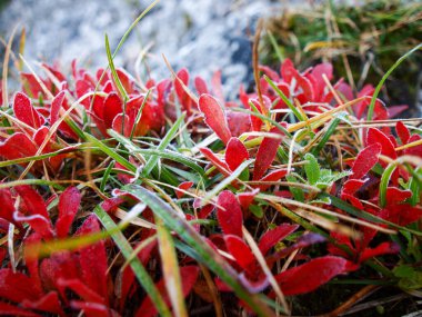 Dolomitler, İtalya: Sabah sisiyle kaplı çiçekler