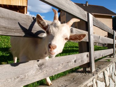 San Cassiano, İtalya: Çiftlikteki bir çitte beyaz keçiler yiyecek taze ot arıyorlar