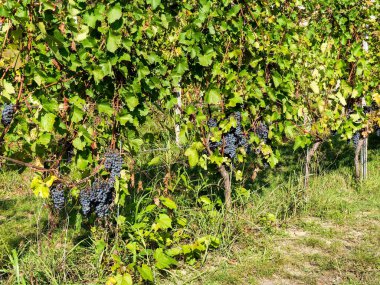 Piedmont, İtalya: Üzüm sıraları vinilleşecek