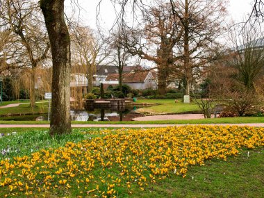 Westerstede, Almanya: Baharda yeşil şehir parkı çiçek açtı