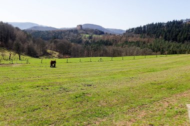 Nothweiler, Almanya: sınır orman bölgesinde yürüyüş yolları
