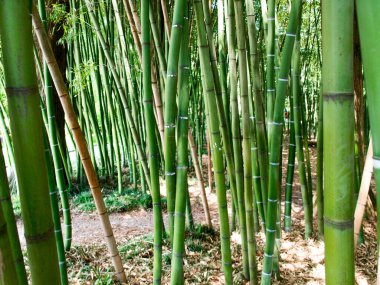Brissago, İsviçre: Çiçekli ve doğal parklı botanik adası