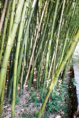 Brissago, İsviçre: Çiçekli ve doğal parklı botanik adası