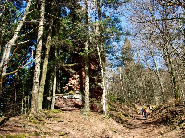 Nothweiler Németország Túraútvonalak Határ Menti Erdőterületen — Stock Fotó
