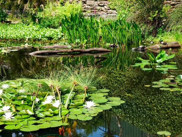 Brissago Suíça Ilha Botânica Com Flores Parque Natural — Fotografia de Stock
