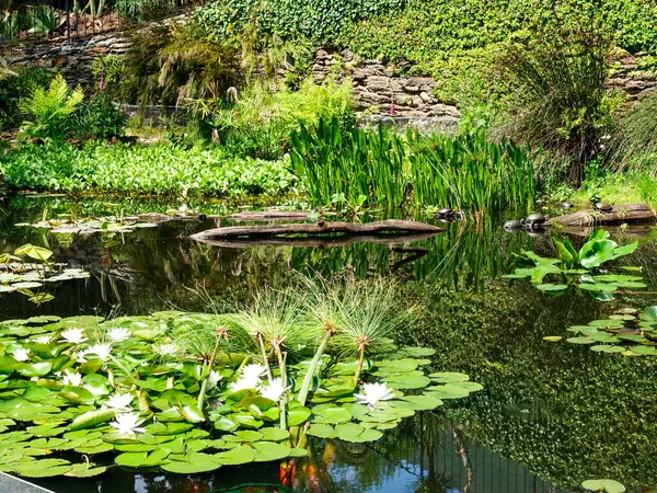 スイスのブリサゴ 花と自然公園の植物の島 — ストック写真