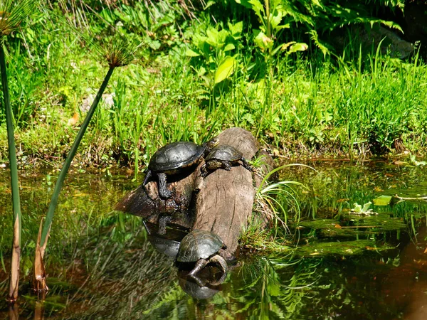 Brissago, switzerland: water turtles on a semi-submerged log