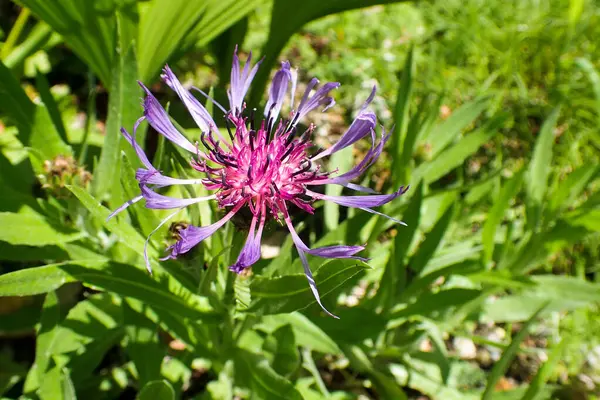 Brissago Switzerland Botanical Island Flowers Natural Park — Stock Photo, Image