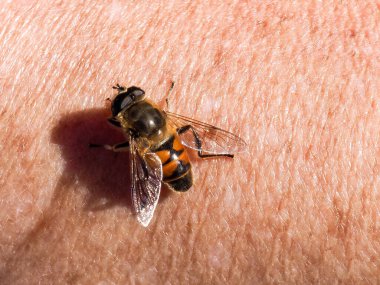 Zermatt, Switzerland: Bee resting on the arm