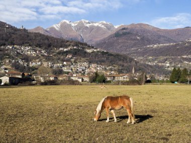 Dongo, İtalya: Otlayan atları olan antik köyün panoraması