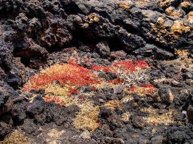 Lanzarote, İspanya: Timanfaya Ulusal Parkı, Kanarya Adaları 'nda bir ulusal parktır.