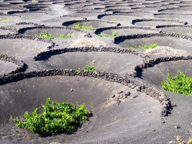 Lanzarote, İspanya: Yerde üzüm bağlarının yetiştirilmesi