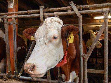 Vaud, İsviçre: Ahırda samanlı inekler