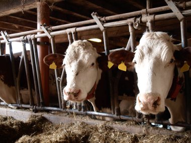 Vaud, İsviçre: Ahırda samanlı inekler