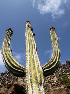 Lanzarote, İspanya: Kaktüs bahçesi Çar Manrique tarafından tasarlandı