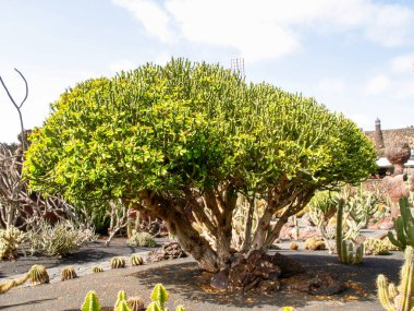 Lanzarote, İspanya: Kaktüs bahçesi Çar Manrique tarafından tasarlandı