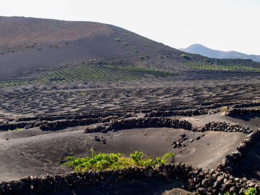 Lanzarote, İspanya: Yerde üzüm bağlarının yetiştirilmesi