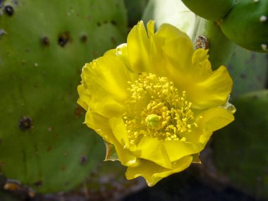 Lanzarote, İspanya: Kaktüs bahçesi Çar Manrique tarafından tasarlandı
