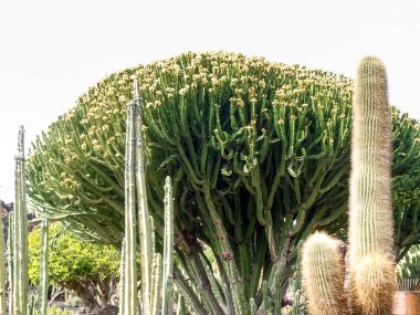 Lanzarote, İspanya: Kaktüs bahçesi Çar Manrique tarafından tasarlandı