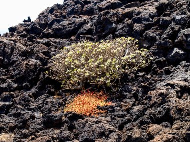 Lanzarote, İspanya: Timanfaya Ulusal Parkı, Kanarya Adaları 'nda bir ulusal parktır.