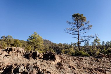 Tenerife, İspanya: Teide Ulusal Parkı, manzara