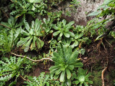 Tenerife, İspanya: adanın kuzey kesimindeki tropikal orman
