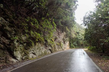 Tenerife, İspanya: adanın kuzey kesimindeki tropikal orman