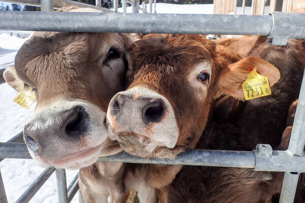 Lenzerheide, Switzerland: Cows in the paddock outside the farm