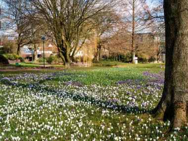 Westerstede, Almanya: Baharda yeşil şehir parkı çiçek açtı