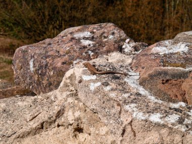 Nothweiler, Germany: Lizard standing on a stone in the sun clipart