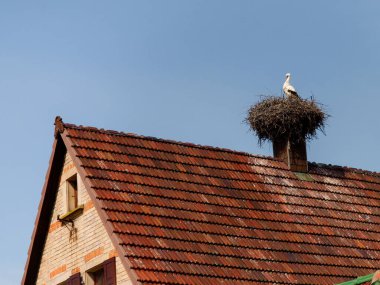 Alsace, Fransa: Bacadaki leylek yuvası