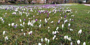 Westerstede, Almanya: Baharda yeşil şehir parkı çiçek açtı
