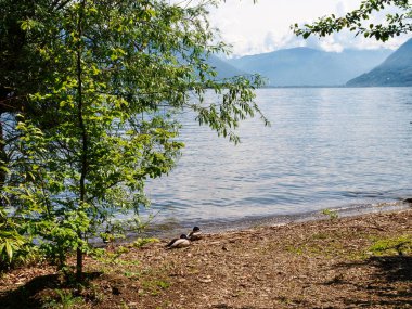 Brissago, İsviçre: Çiçekli ve doğal parklı botanik adası