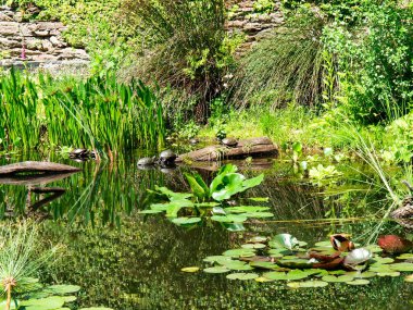 Brissago, İsviçre: Çiçekli ve doğal parklı botanik adası