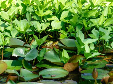 Brissago, İsviçre: Çiçekli ve doğal parklı botanik adası