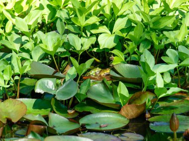 Brissago, İsviçre: Çiçekli ve doğal parklı botanik adası