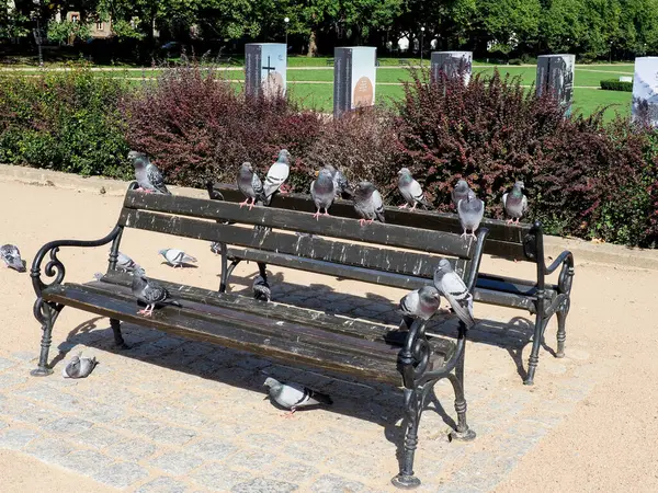 Szczecin, Polonya - 13 Ağustos 2018: Eğik güvercinlerle kaplı benç