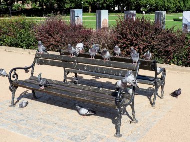 Polonya 'nın Szczecin kenarı, eğik güvercinlerle kaplı.