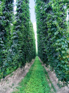 Bavyera, Almanya: Bira üretimi için zıplama ekimi