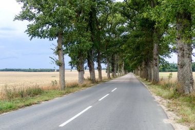 Polonya: Doğal manzara manzarası