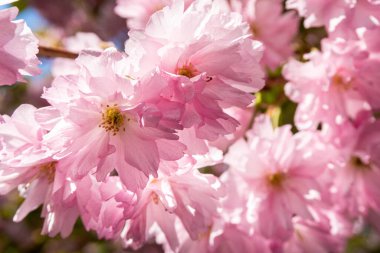 Uzhorod, Ukrayna 'da Sakuras