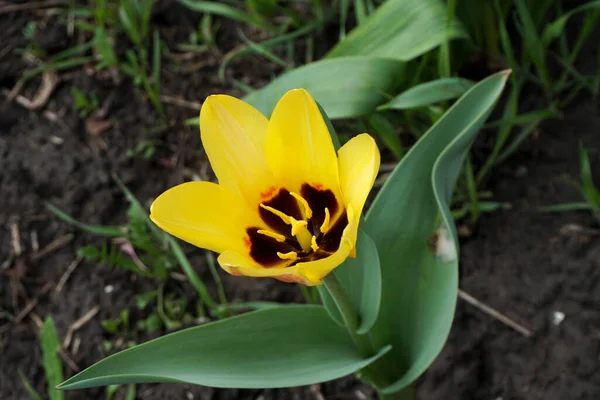 Žlutý Tulipán Zahradě — Stock fotografie