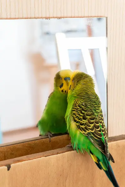 Budgie aynada kendine bakıyor.