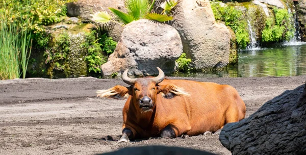 stock image Buffalo in Bioparc annoyed by flies