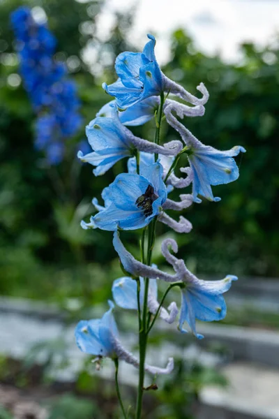 Farklı Mavi Tonlarda Delphinium Stok Fotoğraf