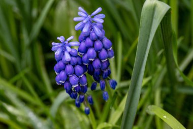 Muscari baharda çiçek açar.