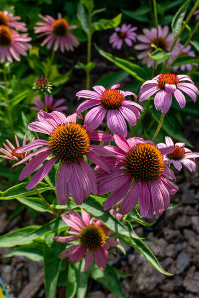 Echinacea blooming in summer